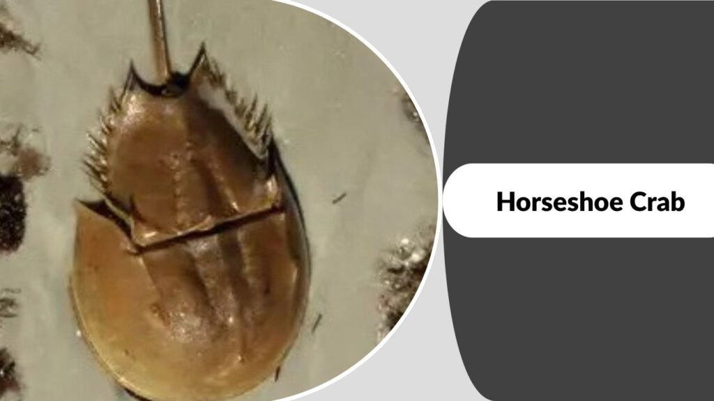 9. Horseshoe Crab