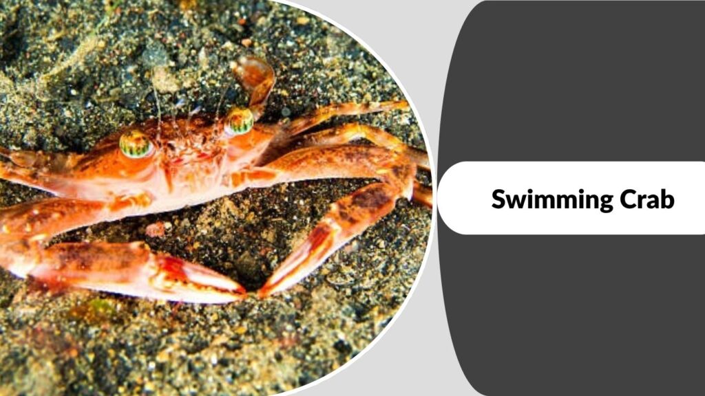 Swimming Crab