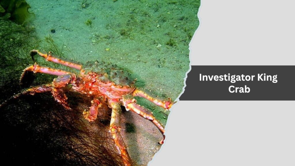 20. Investigator King Crab