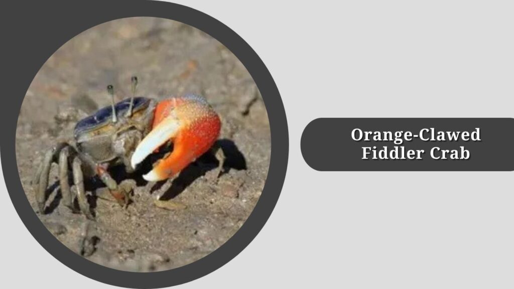 Orange-Clawed Fiddler Crab