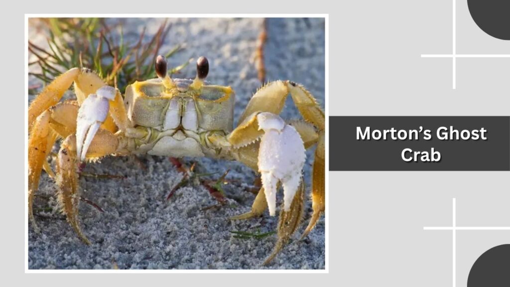 Morton’s Ghost Crab