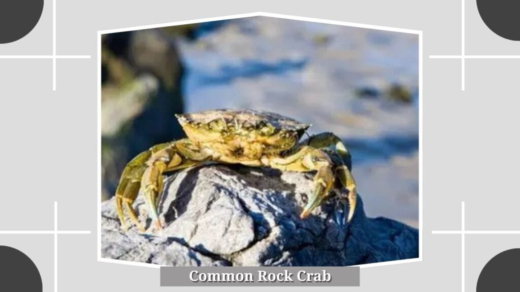 Common Rock Crab
