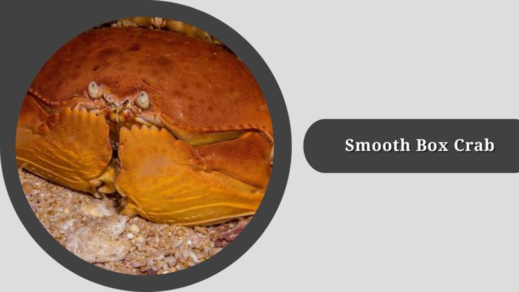 Smooth Box Crab