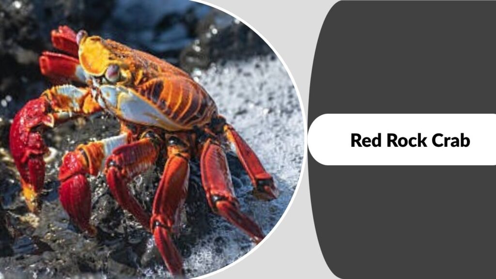 Red Rock Crab