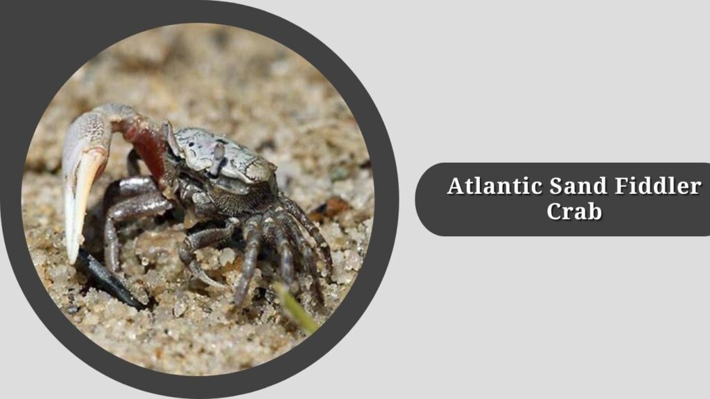 . Atlantic Sand Fiddler Crab