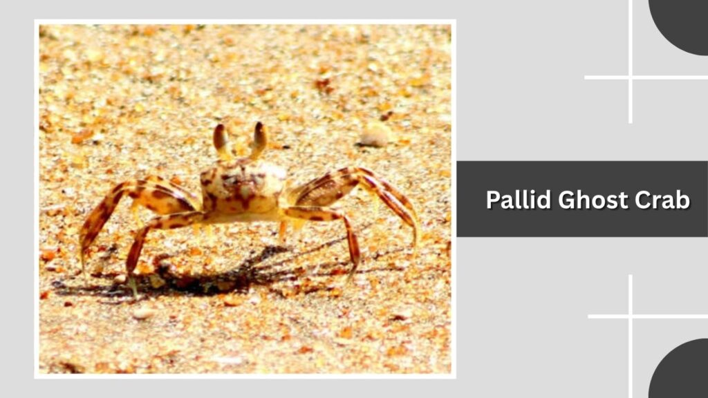 Pallid Ghost Crab