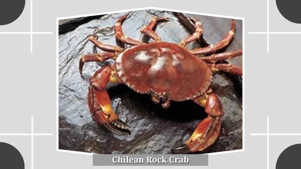 Chilean Rock Crab