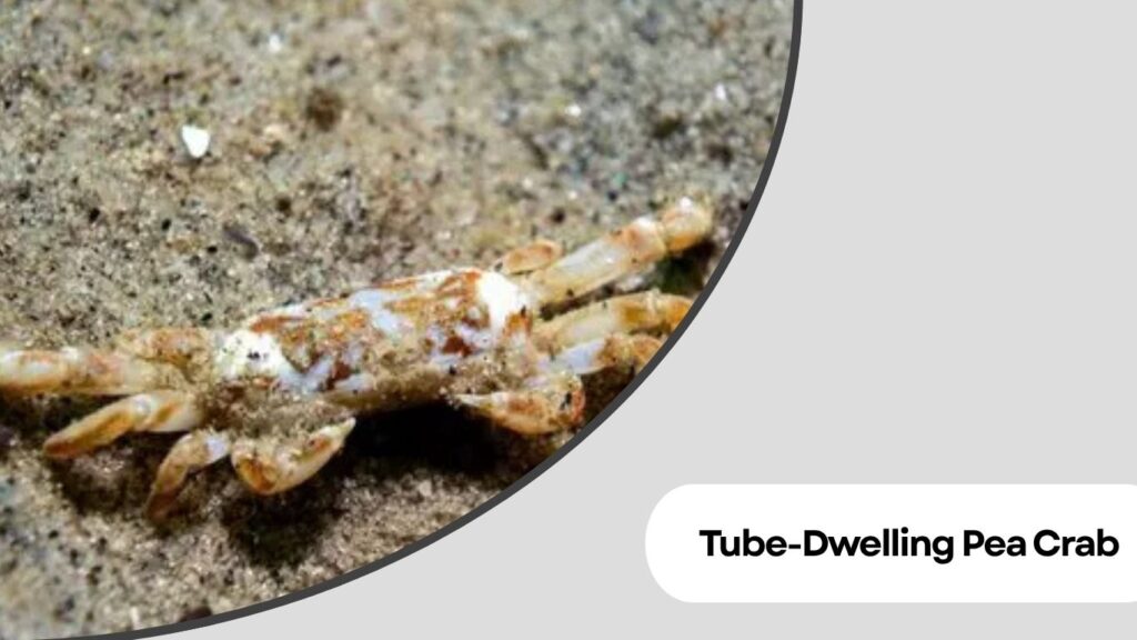 Tube-Dwelling Pea Crab
