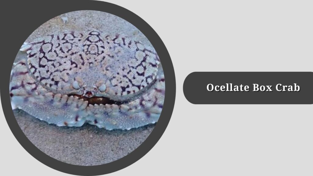  Ocellate Box Crab