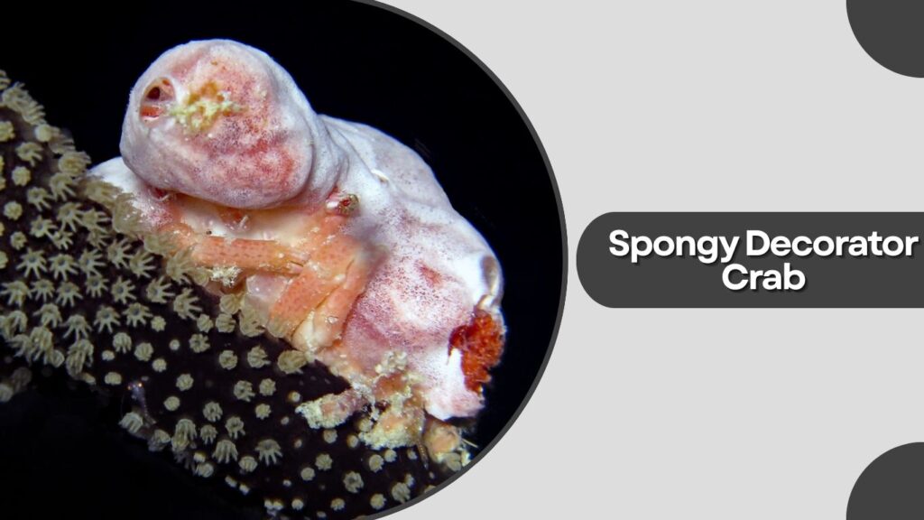 4. Spongy Decorator Crab