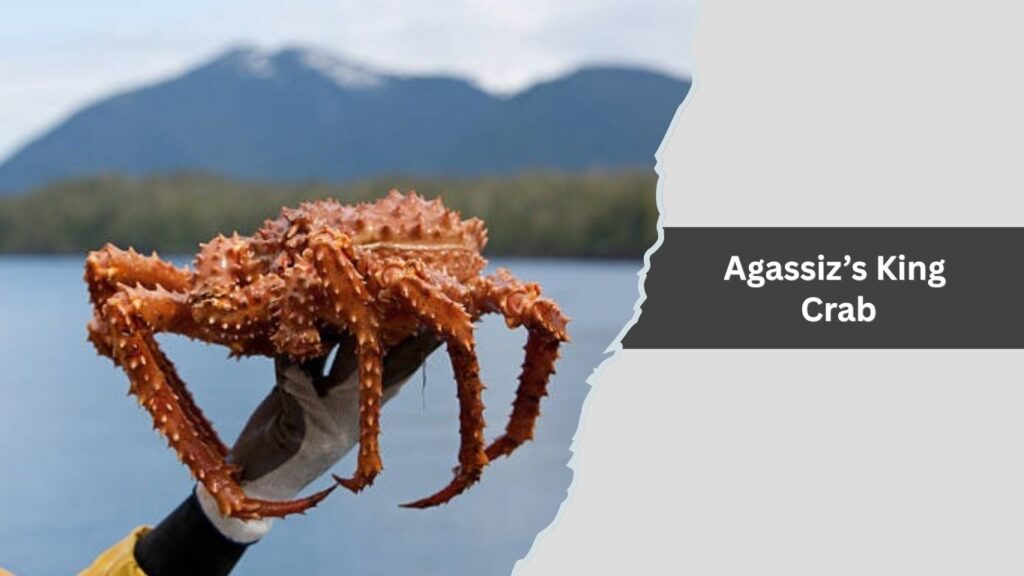 Agassiz’s King Crab
