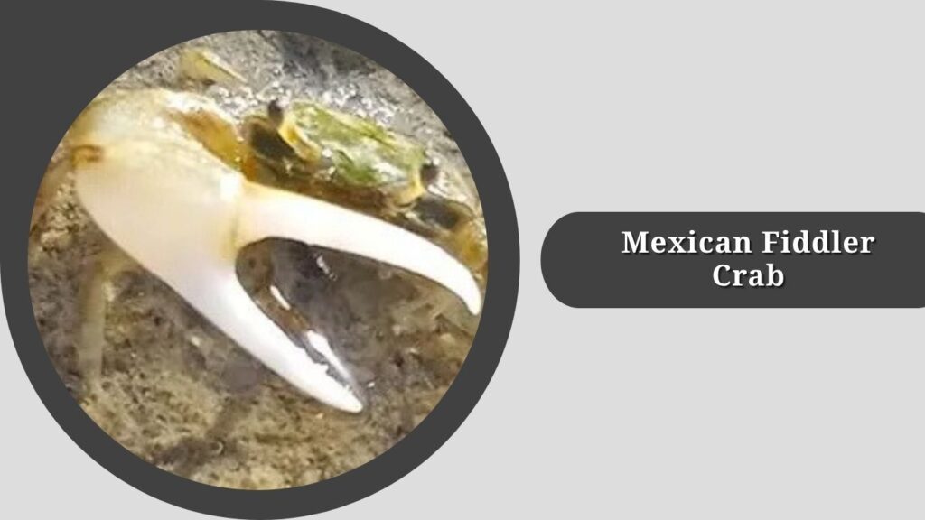 Mexican Fiddler Crab