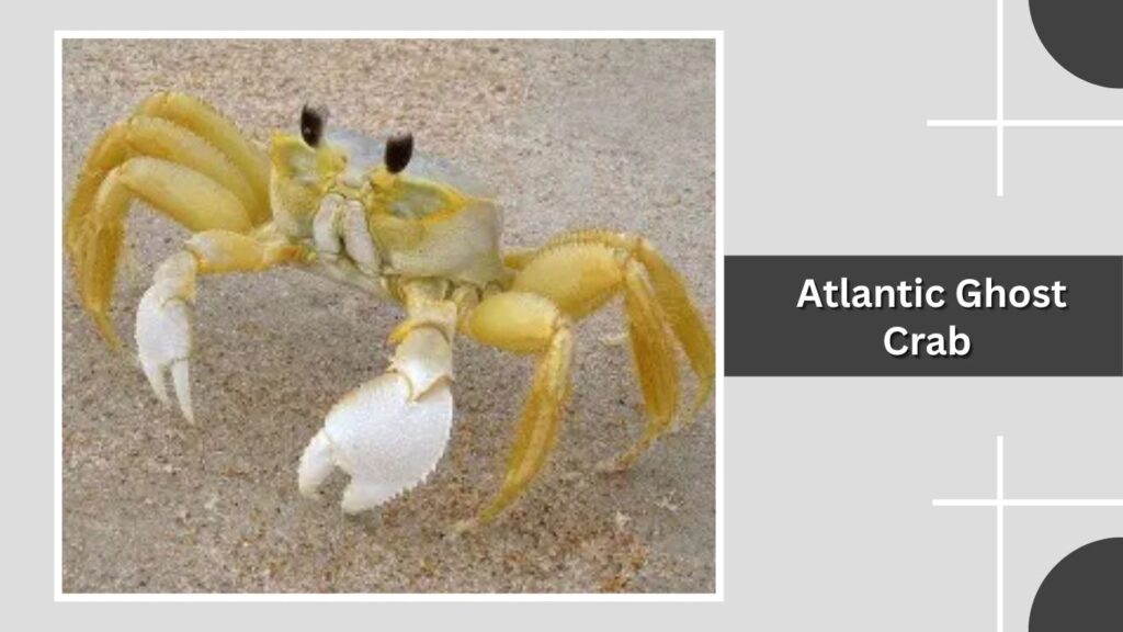 Atlantic Ghost Crab