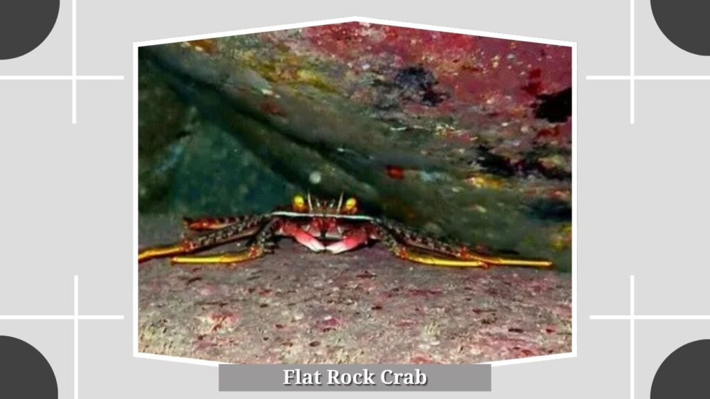 Flat Rock Crab