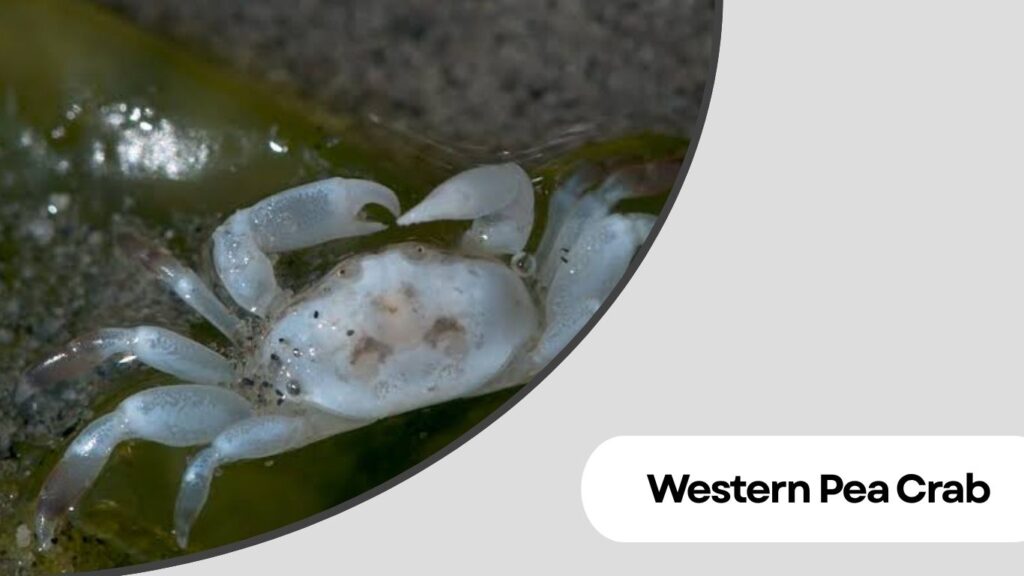  Western Pea Crab