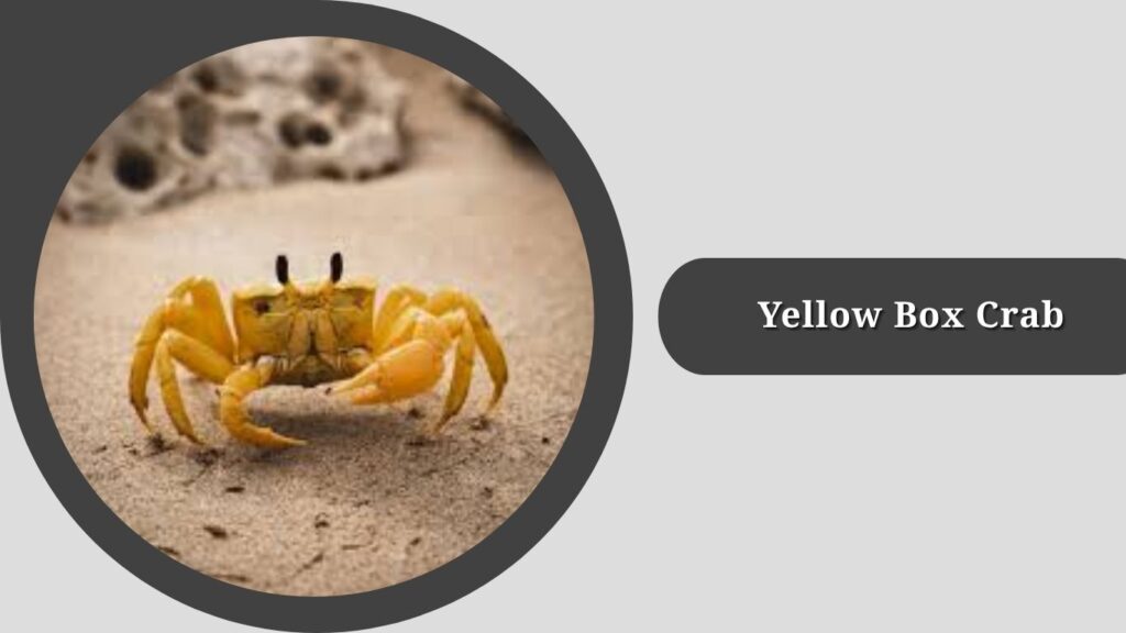 Yellow Box Crab