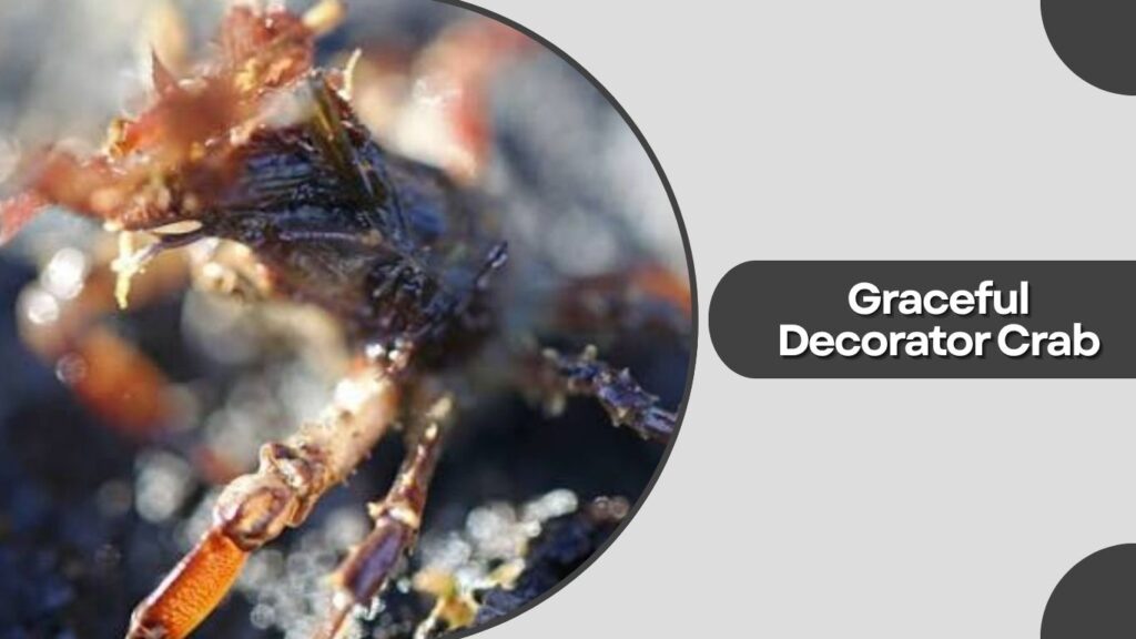 5. Graceful Decorator Crab