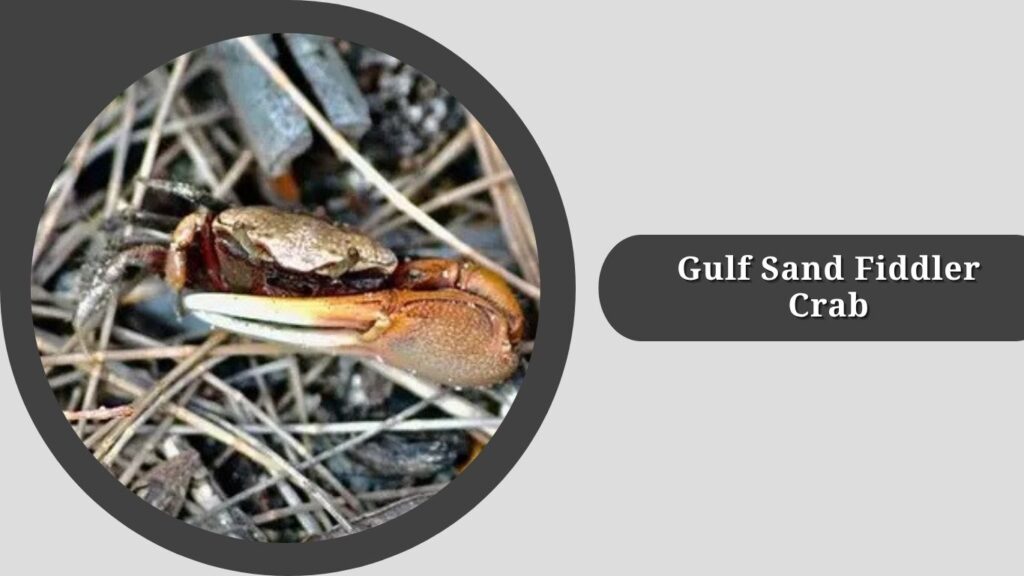 Gulf Sand Fiddler Crab