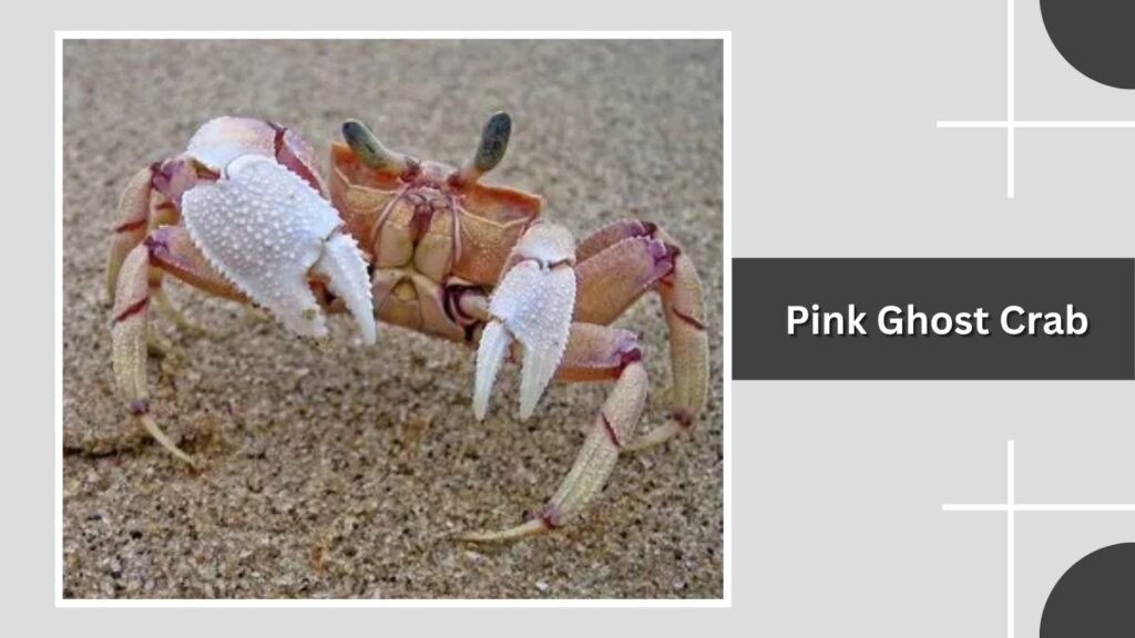 Pink Ghost Crab