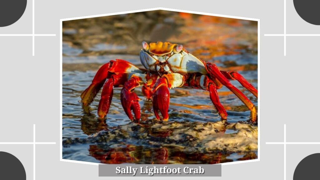 12. Sally Lightfoot Crab