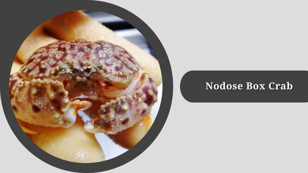 Nodose Box Crab
