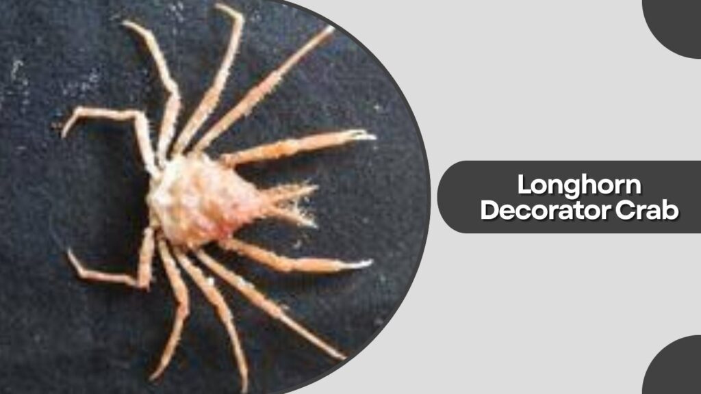 Longhorn Decorator Crab