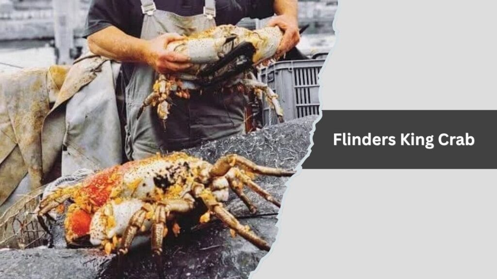 Flinders King Crab