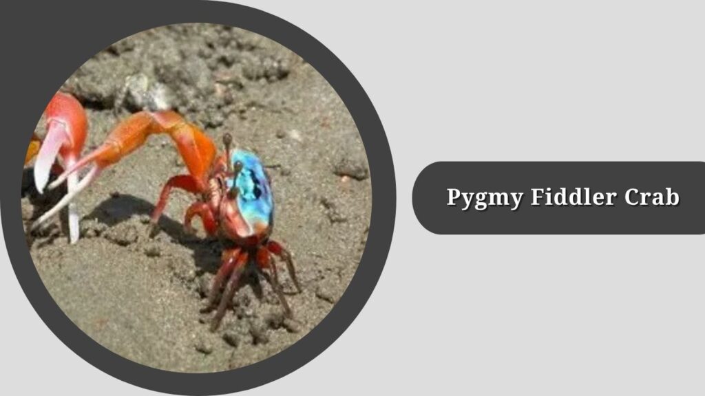 Pygmy Fiddler Crab
