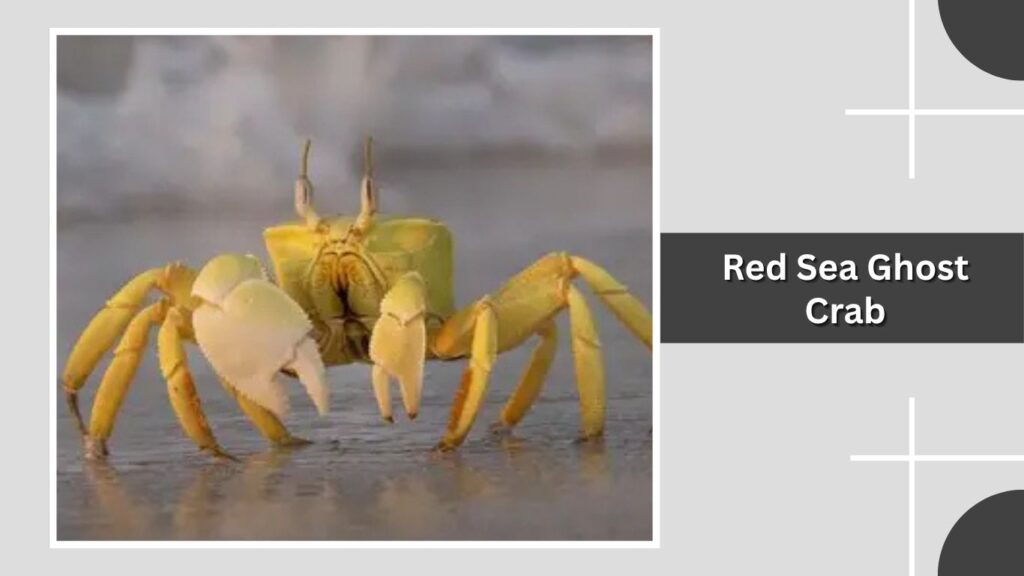 Red Sea Ghost Crab