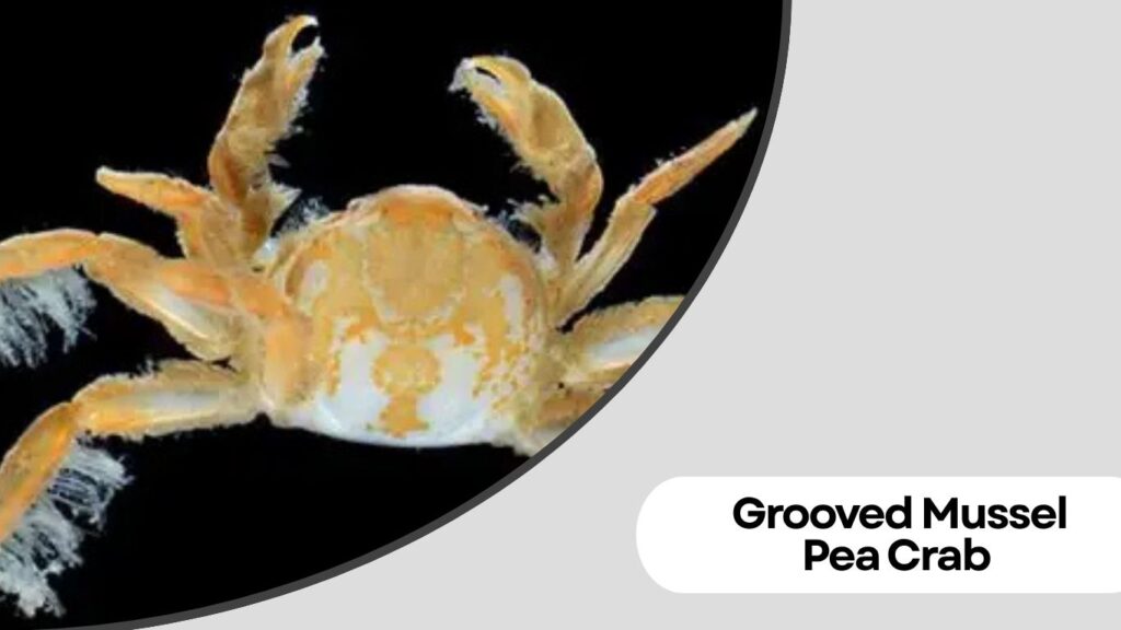 Grooved Mussel Pea Crab