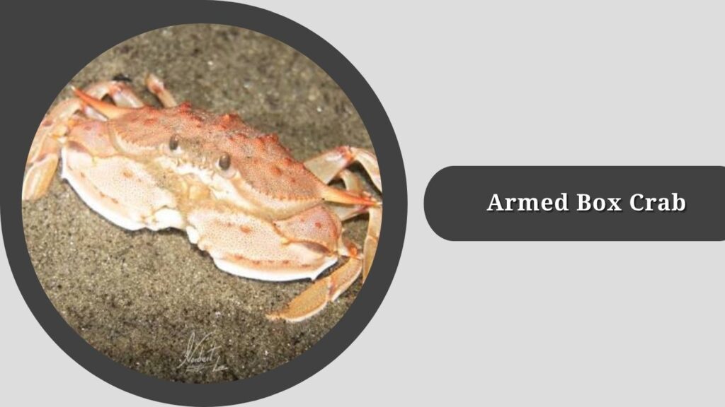  Armed Box Crab