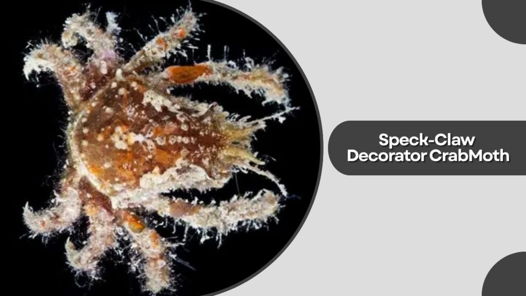 Speck-Claw Decorator Crab