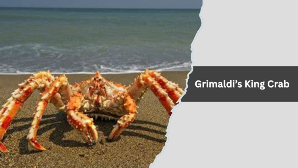 Grimaldi’s King Crab