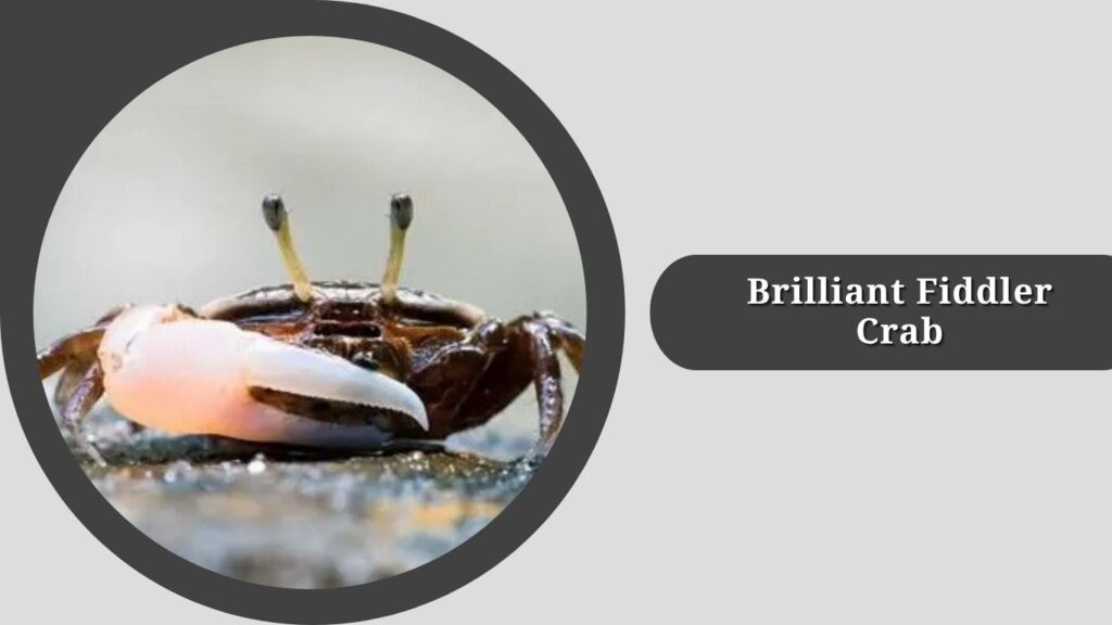  Brilliant Fiddler Crab