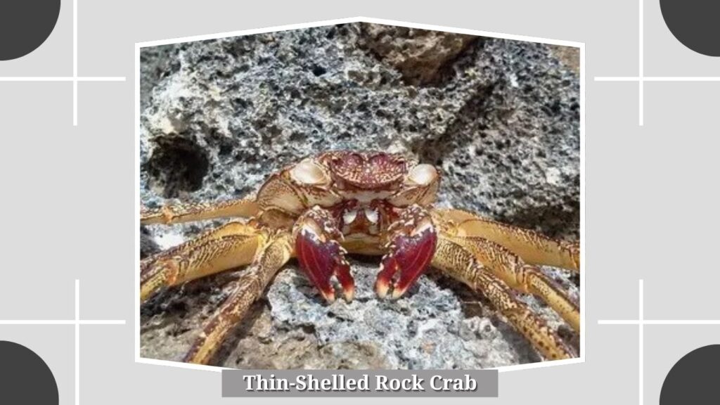 Thin-Shelled Rock Crab