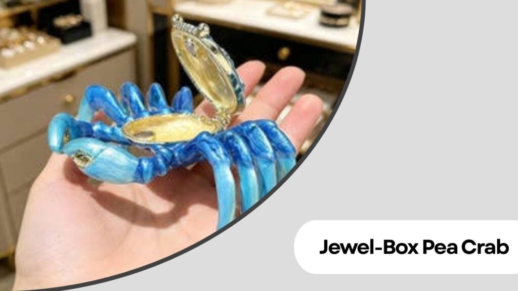 Jewel-Box Pea Crab