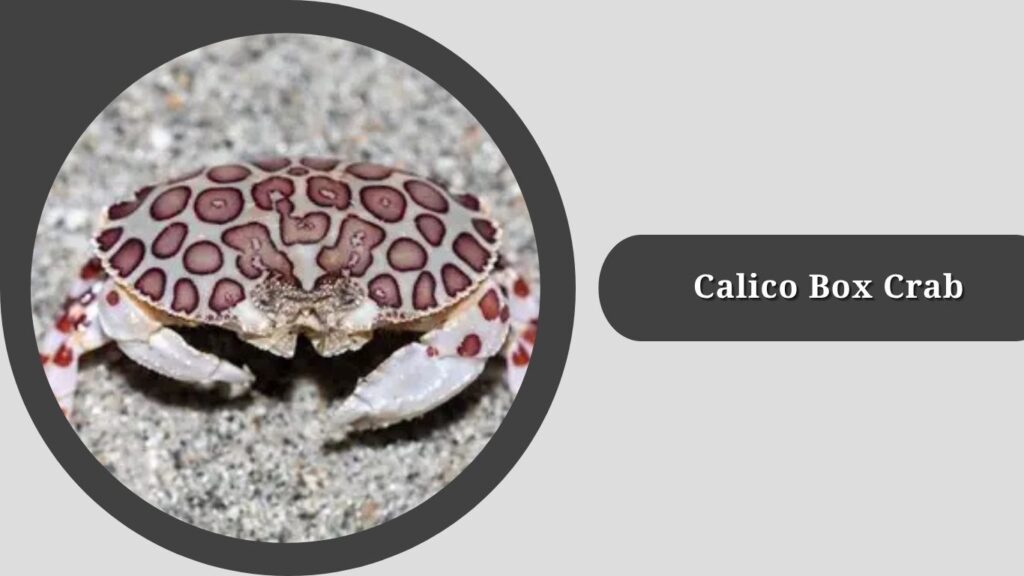 Calico Box Crab