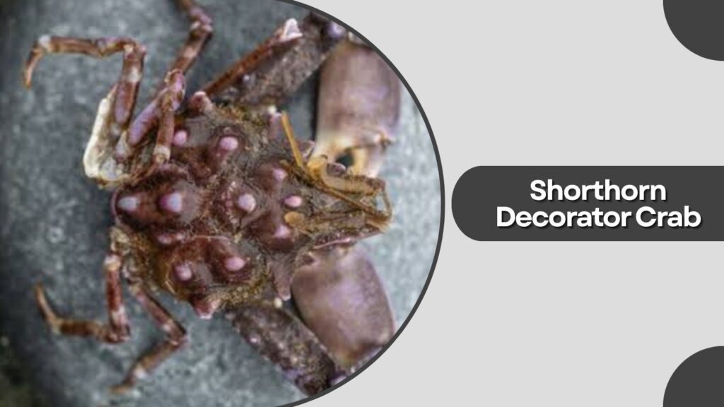 Shorthorn Decorator Crab