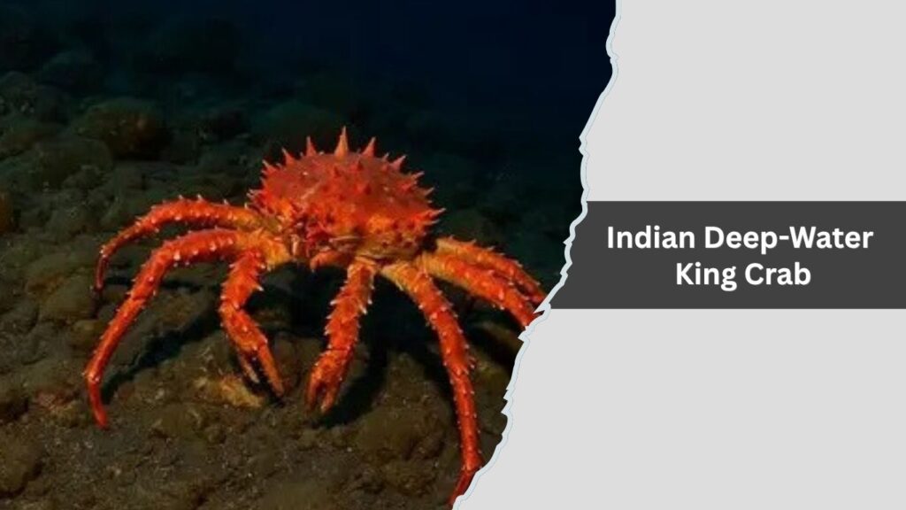 Indian Deep-Water King Crab