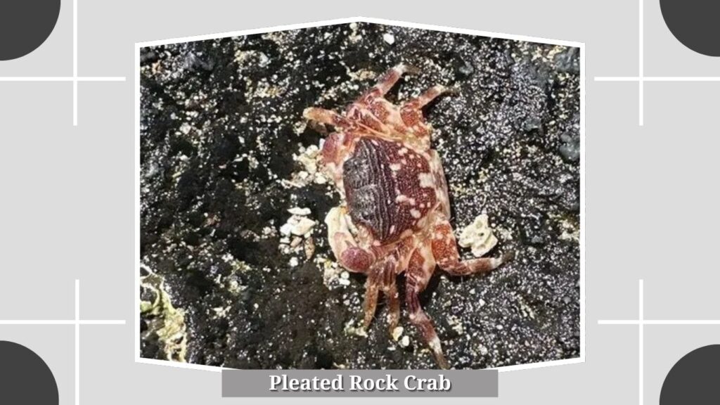 Pleated Rock Crab