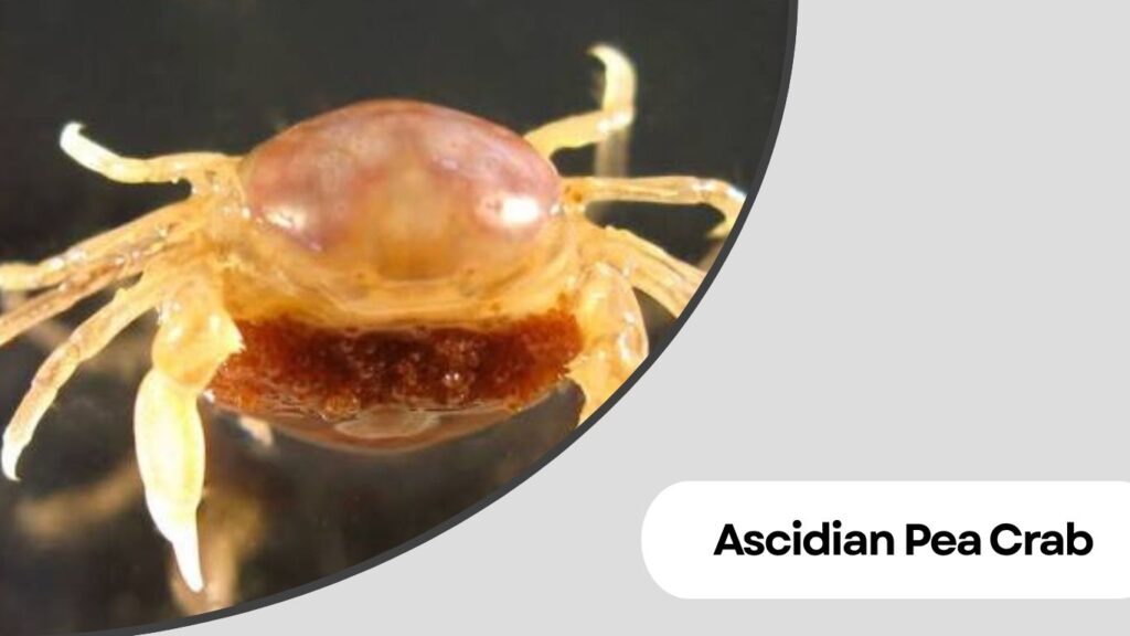 Ascidian Pea Crab