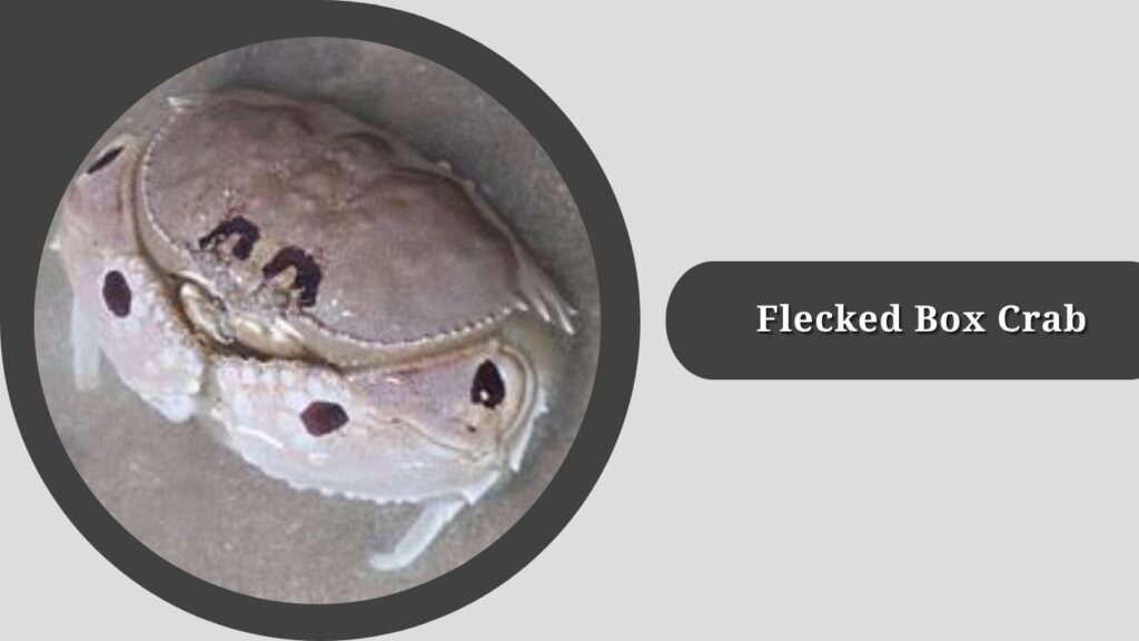 Flecked Box Crab