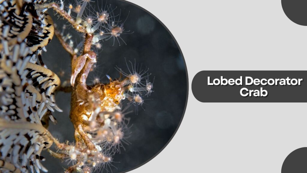 Lobed Decorator Crab