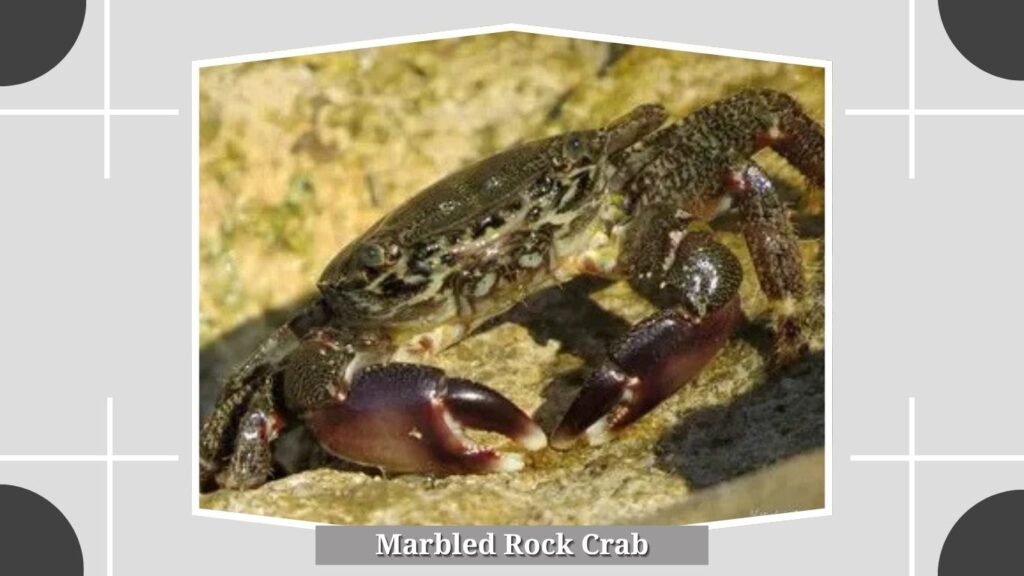 Marbled Rock Crab