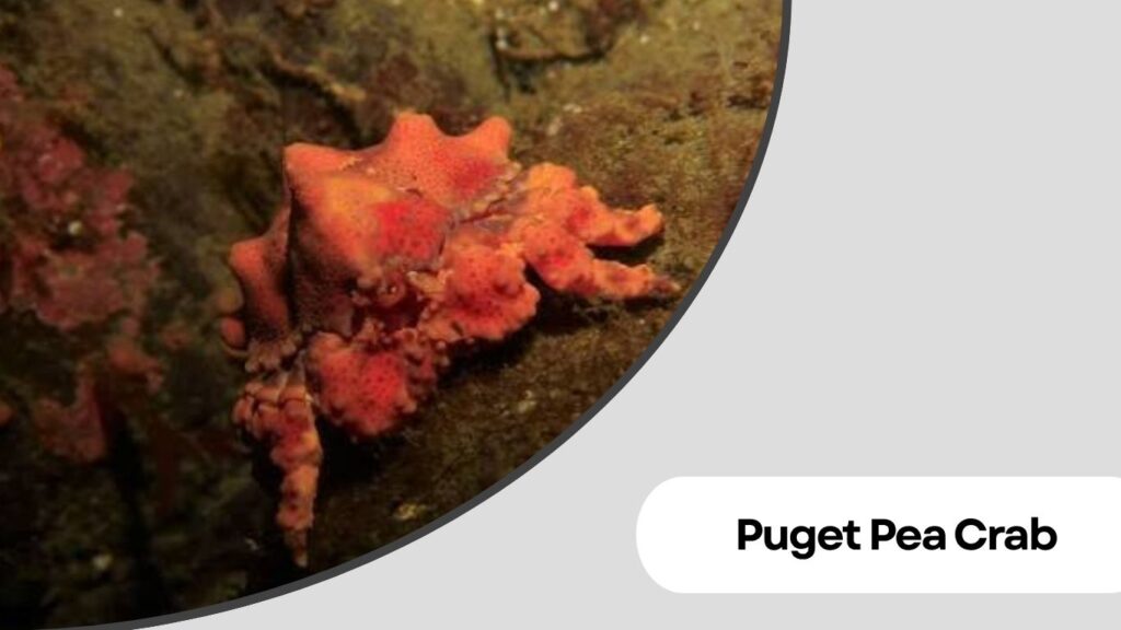 Puget Pea Crab