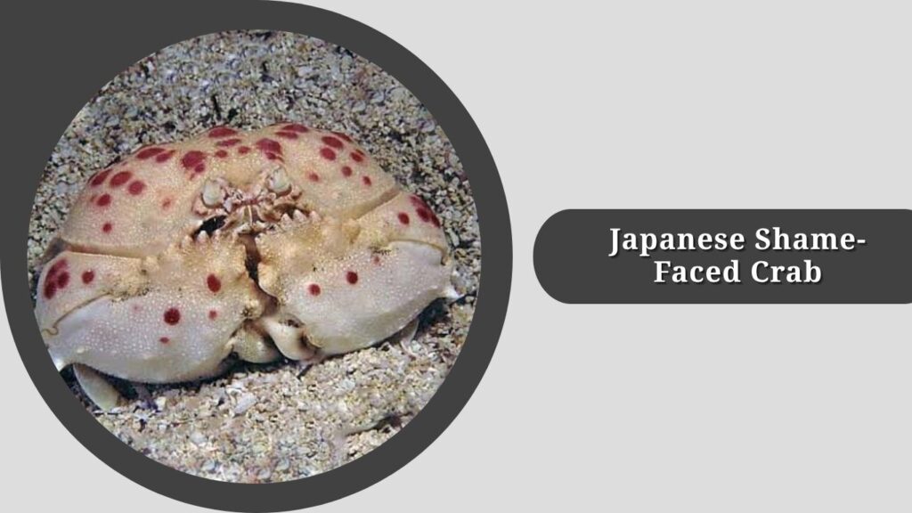 Japanese Shame-Faced Crab