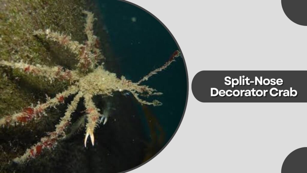 Split-Nose Decorator Crab