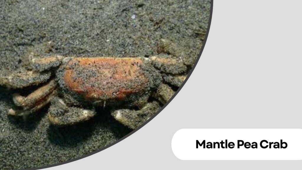 Mantle Pea Crab