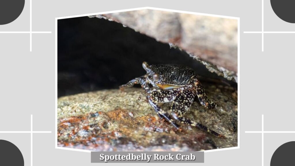 Spottedbelly Rock Crab