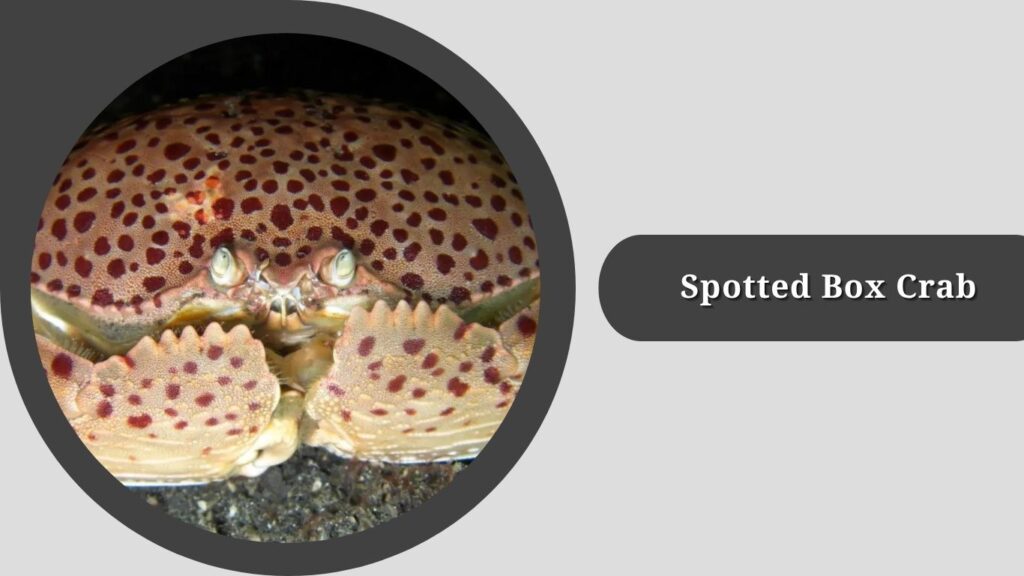 Spotted Box Crab